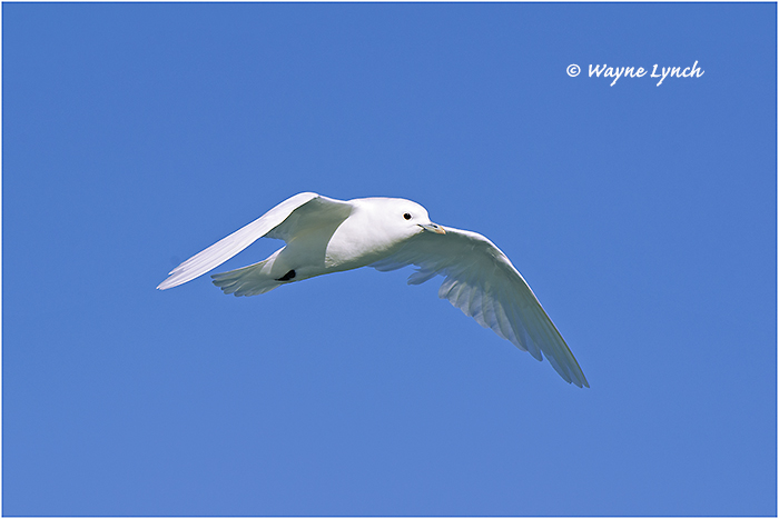 Ivory Gull (Endangered Species) 114 by Dr. Wayne Lynch &copy;